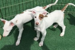 super sweet, playful and very loving Ibizan Hound puppies