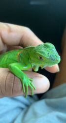 baby iguana/ everything included