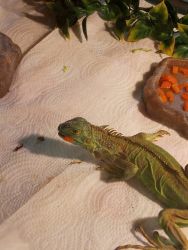 Looking for a good home for this iguana