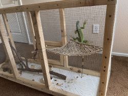 Iguana and cage