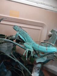 Blue and green iguanas
