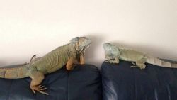 Female & Male Iguanas For Sale