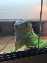 Two Iguanas For Sale Green And Red