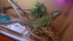 22 Month Old Female Iguana For Sale With Vivarium