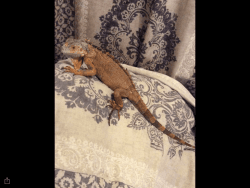Quality iguana for adoption