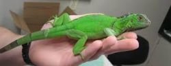 Iguana For Sell