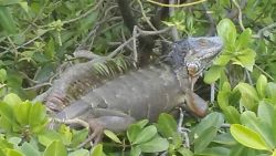 Adult iguana