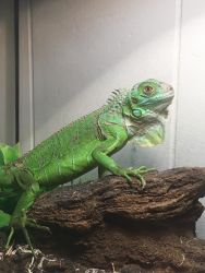 Blue/Green Juvenile Iguana