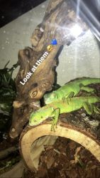 2 green iguanas for sell
