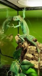 Marvelous iguana for adoption