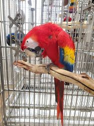 buy Central American Scarlet Macaw