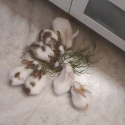 40days old bunnies ready for their new homes