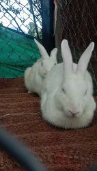 We have an bunny with his wife, specially trained, premium quality, mi