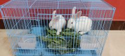 2 Beautiful Rabbits for sale