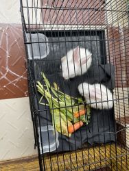 We want to sell pair of 2 rabbits with fencing