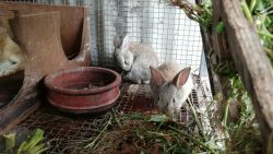 Rabbits for sale - Kannur