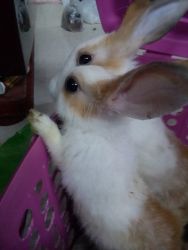 I want to sell rabbit couple