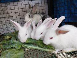 Rabbits for sale in chennai