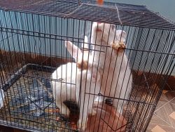 MALE AND FEMALE RABBITS WITH BIG CAGE