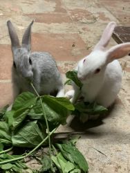 Small bunnies for sale
