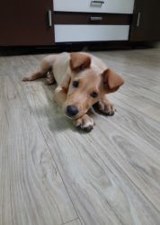 Puppy for adoption
