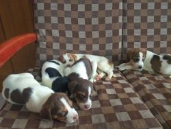 Indian puppies for adoption