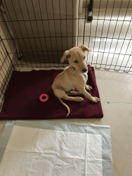 2 Months old Puppy for Adoption - Bangalore