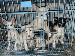 6 puppies for sale