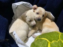 Two new puppies up for adoption