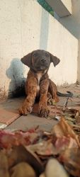 Coco Indie puppy - female