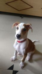 3 months old male Indie puppy for adoption in Chembur, Mumbai