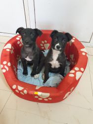 2 Indie puppies for adoption.