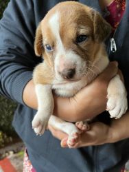 Indie pups for adoption