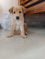 Indie puppy for sale