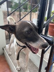 Male indian dog for adoption