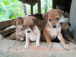 Nadan Puppies for Free