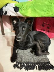 Black male mix breed 6 months old puppy