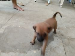 1 1/2 month old Indie pups for adoption from Thane