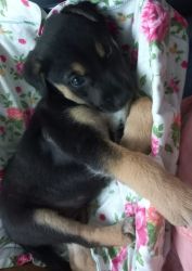 1 month old abandoned indie puppy up for adoption