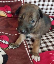Indie puppies for adoption