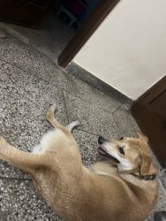 Street Dog For Adoption