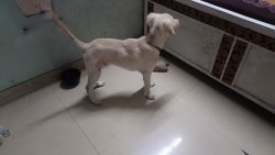 Puppy of 5 month