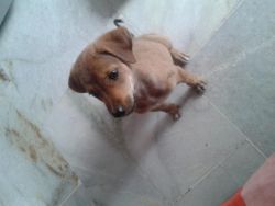 Stray Dog Puppies For Adoption