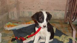 indian pariah dog puppies for sale