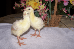 Peafowl Chicks