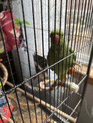 Dna male Ringneck hand feed