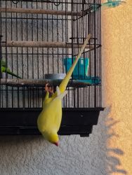Yellow indian ringneck for sale! 3 years old