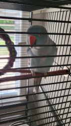 Indian Ringneck for sale with cage