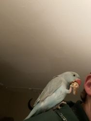 Beautiful lovable super friendly 1 year old parrot