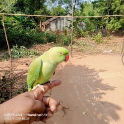ring neck talking parrot for sell
